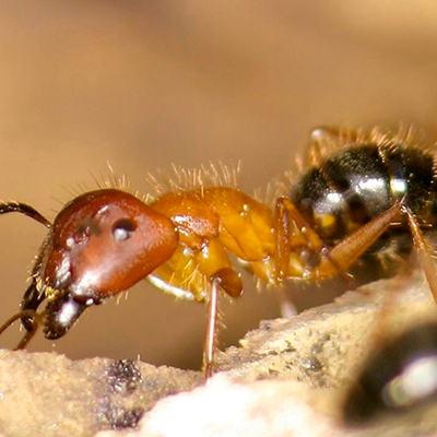 Florida Carpenter Ant Infestations