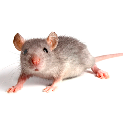 Treating Mice Infestations