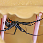 How to Get Rid of Black Widow Spiders