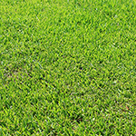 Home Lawns and Turf Grass in the U.S.