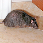 How to Get Rid of Norway Rats