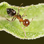 How to Get Rid of Acrobat Ants