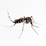 How to Get Rid of Asian Tiger Mosquitoes
