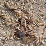 Termite Infestation Signs