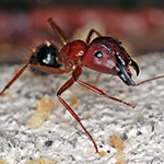 How to Get Rid of Carpenter Ants