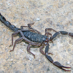 How to Get Rid of Scorpions