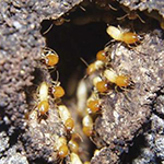 How to Get Rid of Winged Termites
