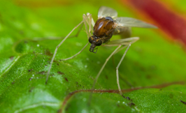 How to Get Rid of Gnats