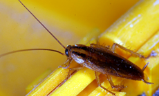 German Cockroach: Hazards and How to Get Rid of Them