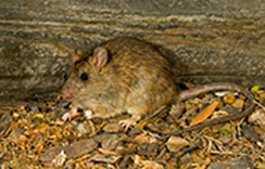Types of Rats That Could be Infesting your Building