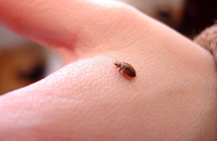 Bed Bugs - Fact vs Myth