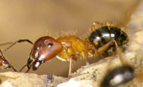 Carpenter Ants - What to Watch For