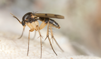 How to Get Rid of Gnats