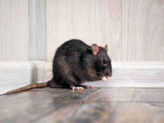 Health Concerns of Rats