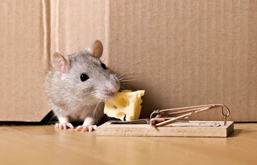 How to Get Rid of Rats