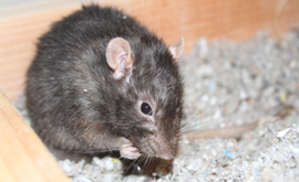 Rodent Control and Removal in Prescott Valley, AZ | Truly Nolen Pest ...