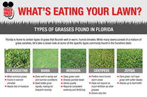 What Kind of Grass is in Your Lawn? It Matters.