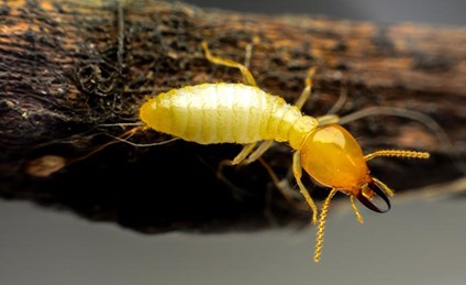 What are termites?